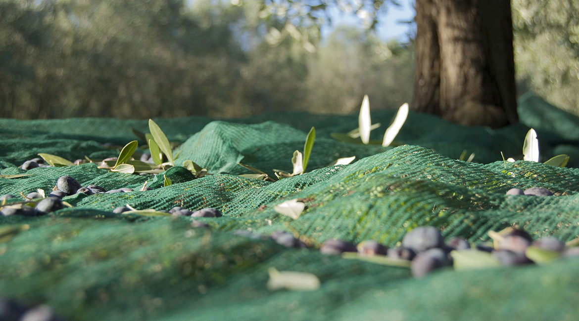Raccolta Olive