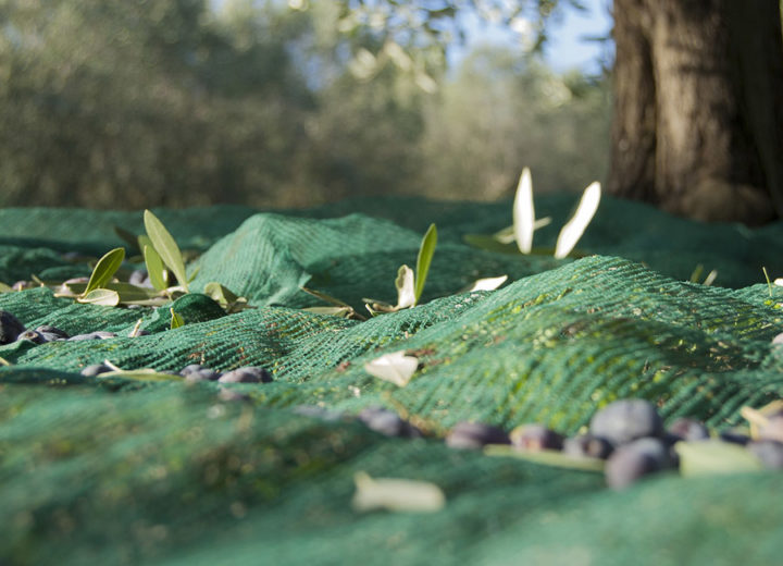 Raccolta Olive