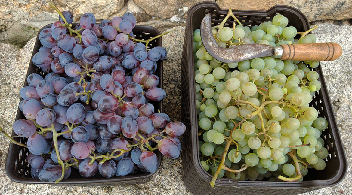 Vendemmia