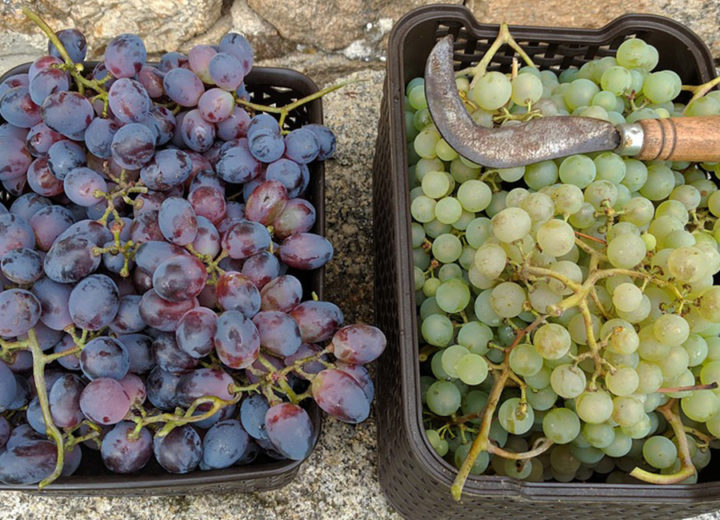 Vendemmia