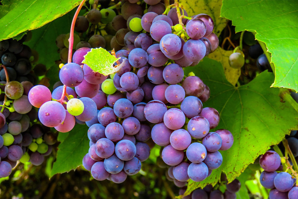 Vendemmia con i vignaioli fra i filari delle uve autoctone più apprezzate della Sicilia Occidentale!
